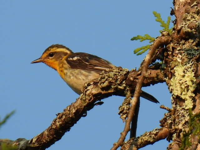 Blackburnian Warbler - ML622119147