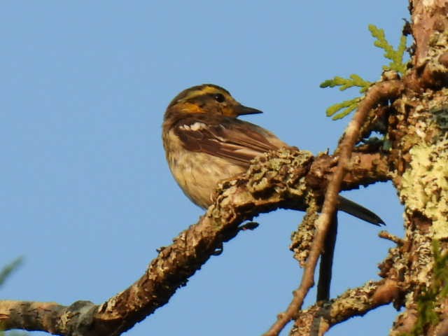 Blackburnian Warbler - ML622119148