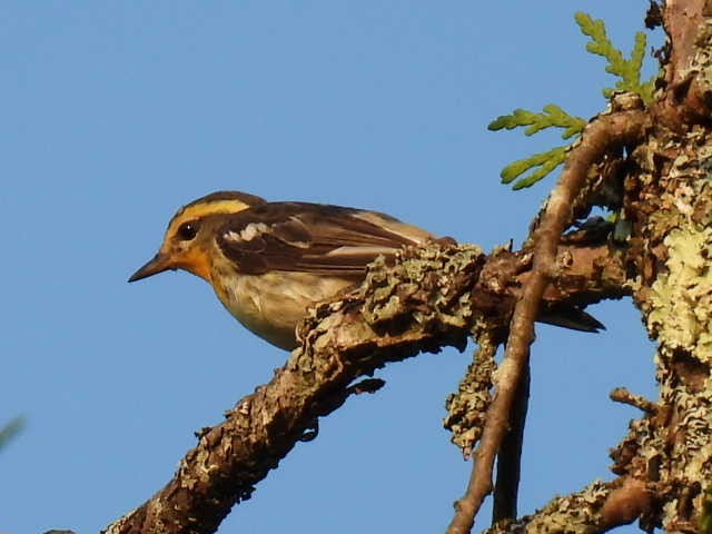 Blackburnian Warbler - ML622119149