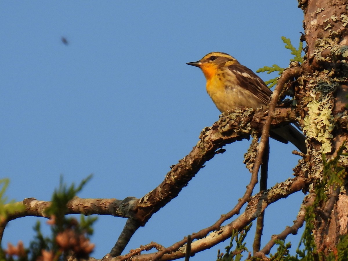 Blackburnian Warbler - ML622119150