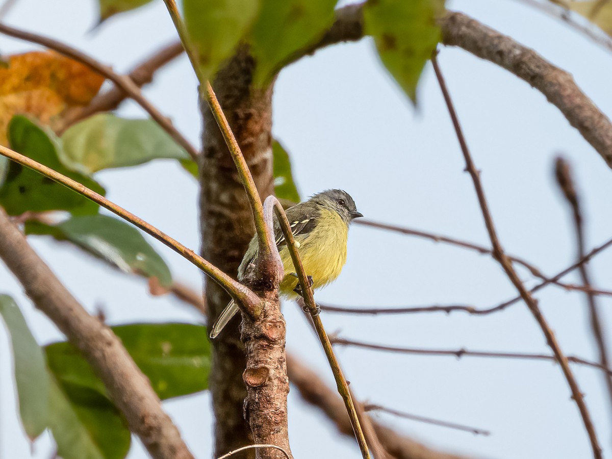 Yellow-crowned Tyrannulet - Jason Alexander