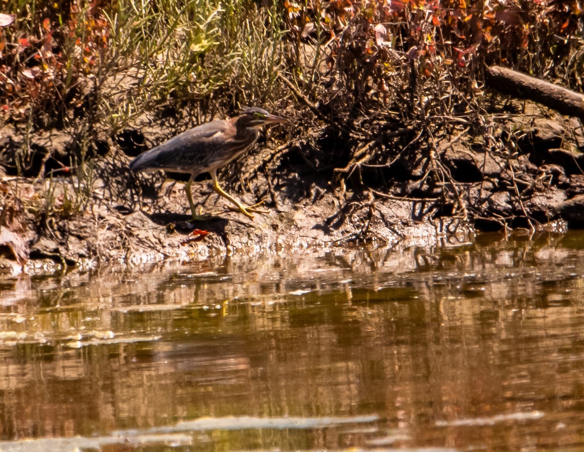 Green Heron - Betsy Mooney