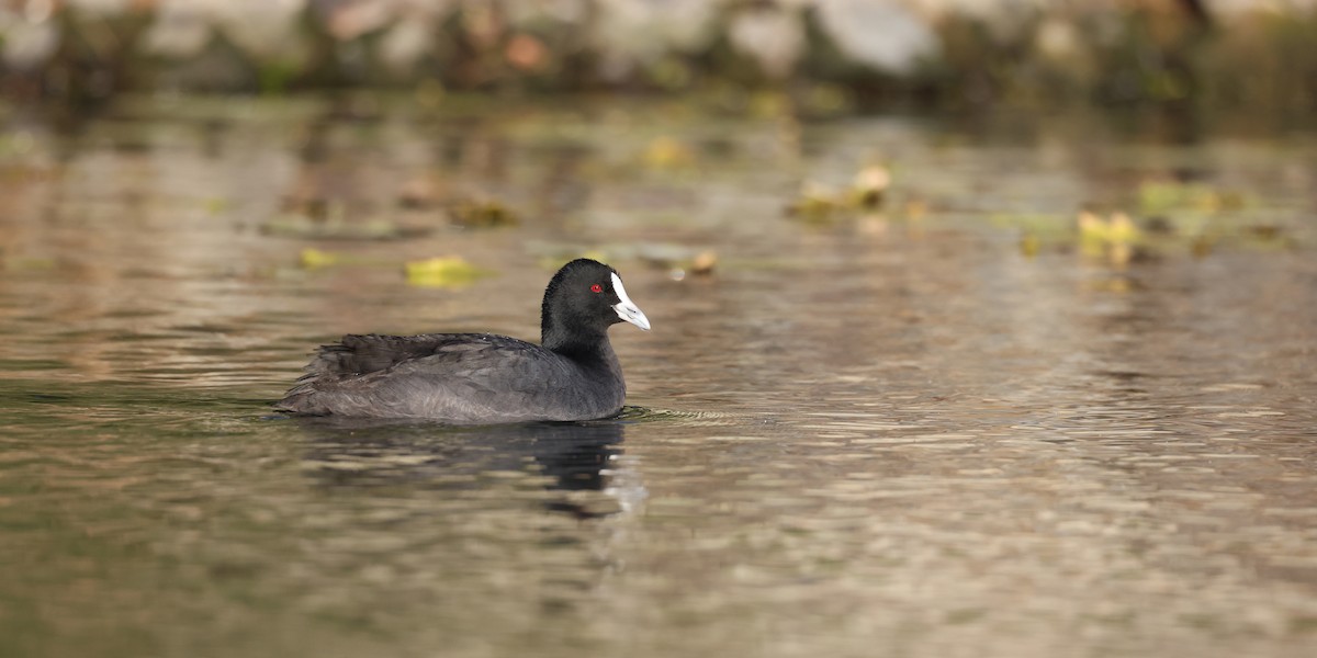 Eurasian Coot - ML622119306