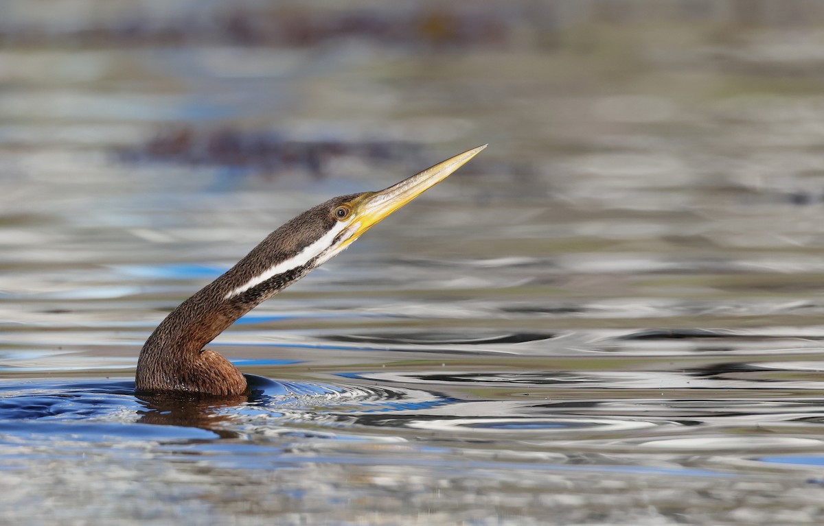 Australasian Darter - ML622119309