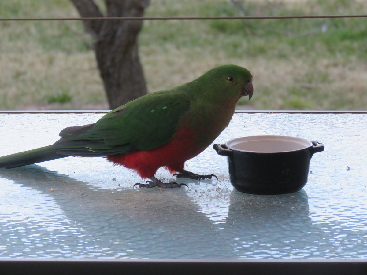 Australian King-Parrot - ML622119311