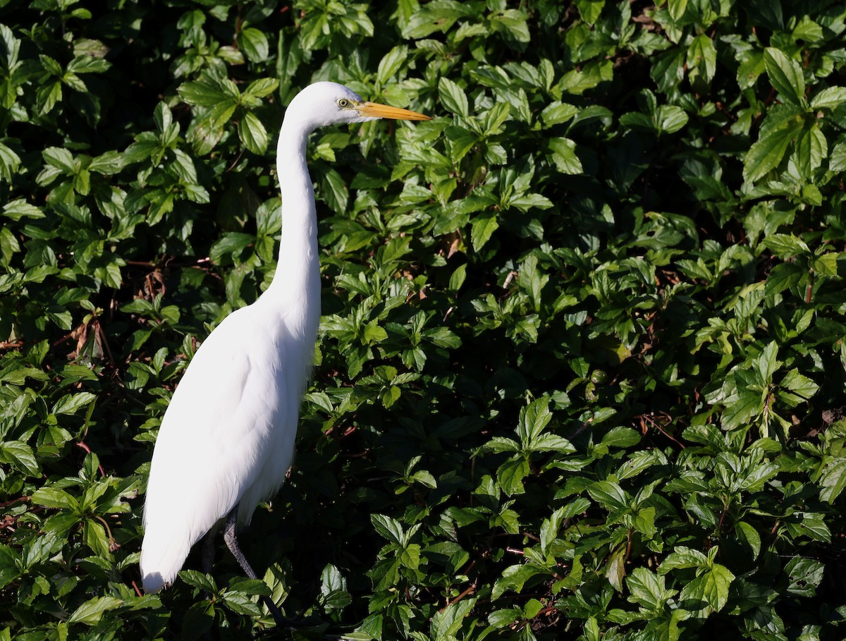 Plumed Egret - ML622119320