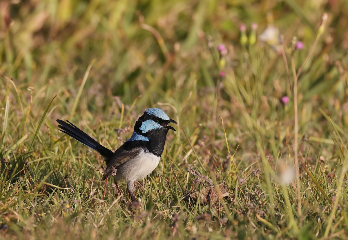 Superb Fairywren - ML622119321