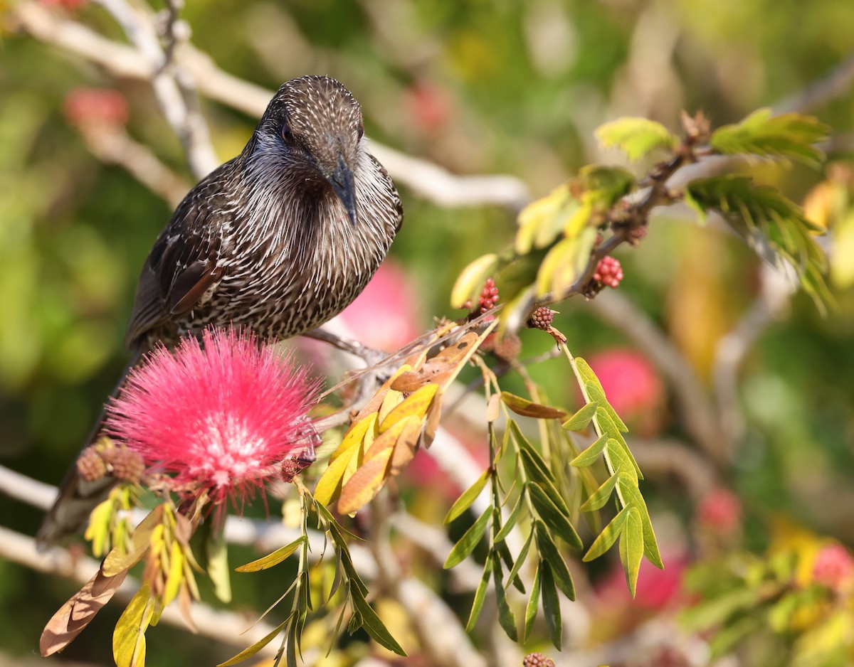 Little Wattlebird - ML622119322