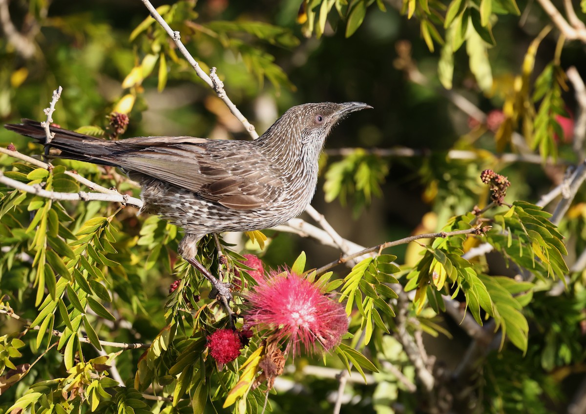 Little Wattlebird - ML622119323