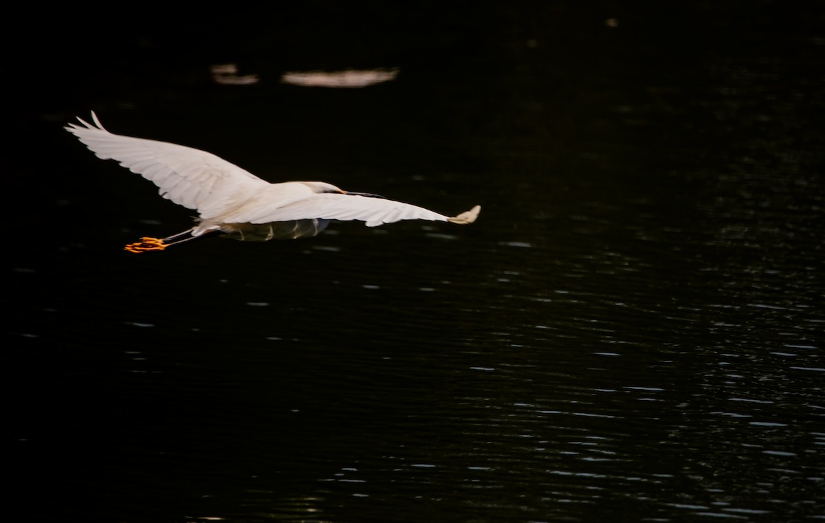 Snowy Egret - ML622119324