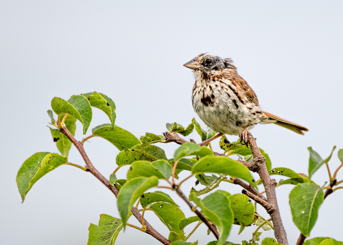 Song Sparrow - ML622119325