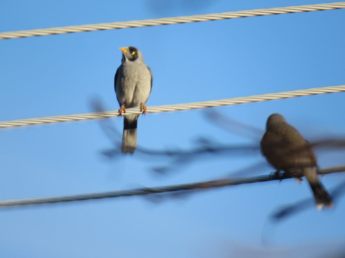 Noisy Miner - ML622119326