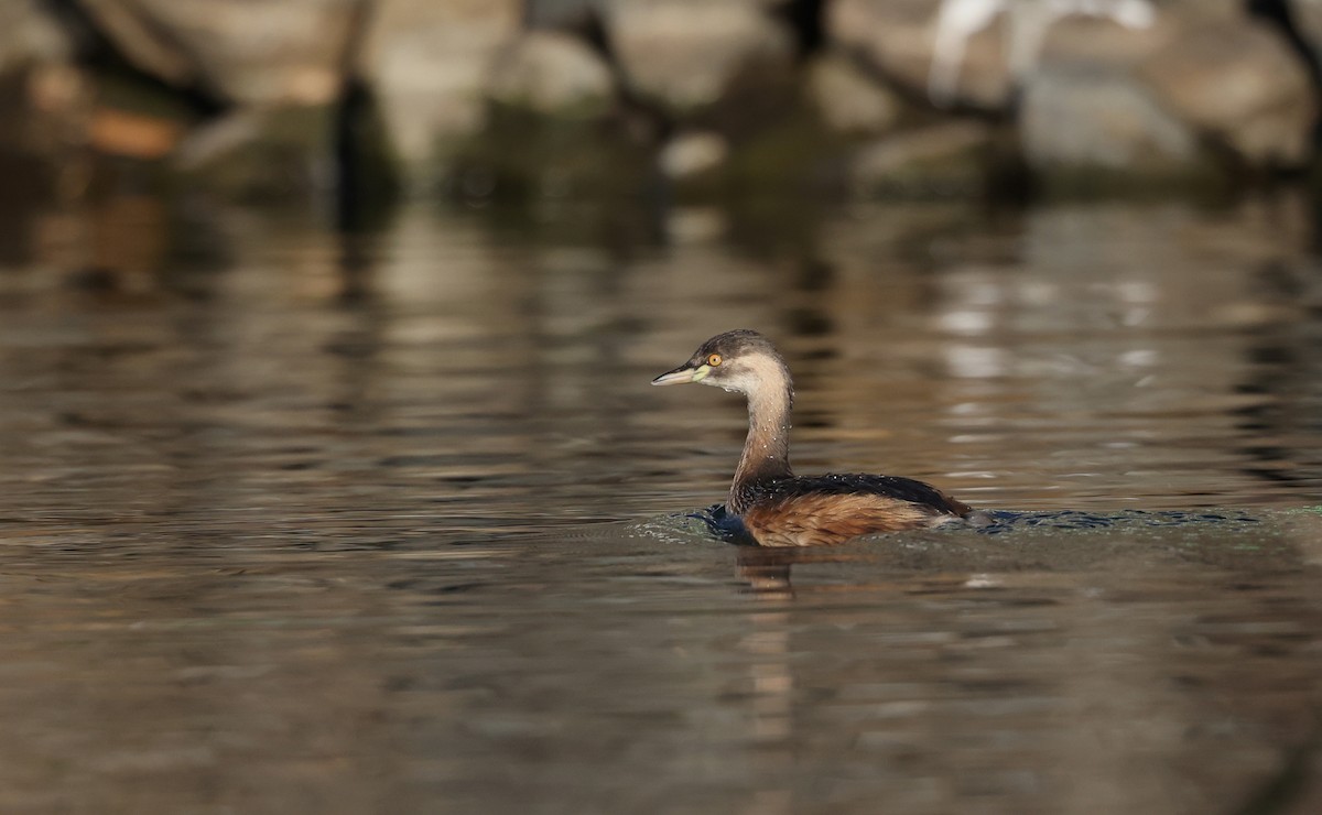 Australasian Grebe - ML622119329