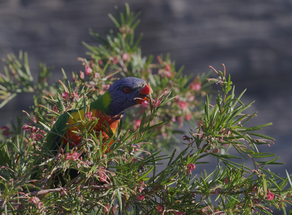 Rainbow Lorikeet - ML622119331