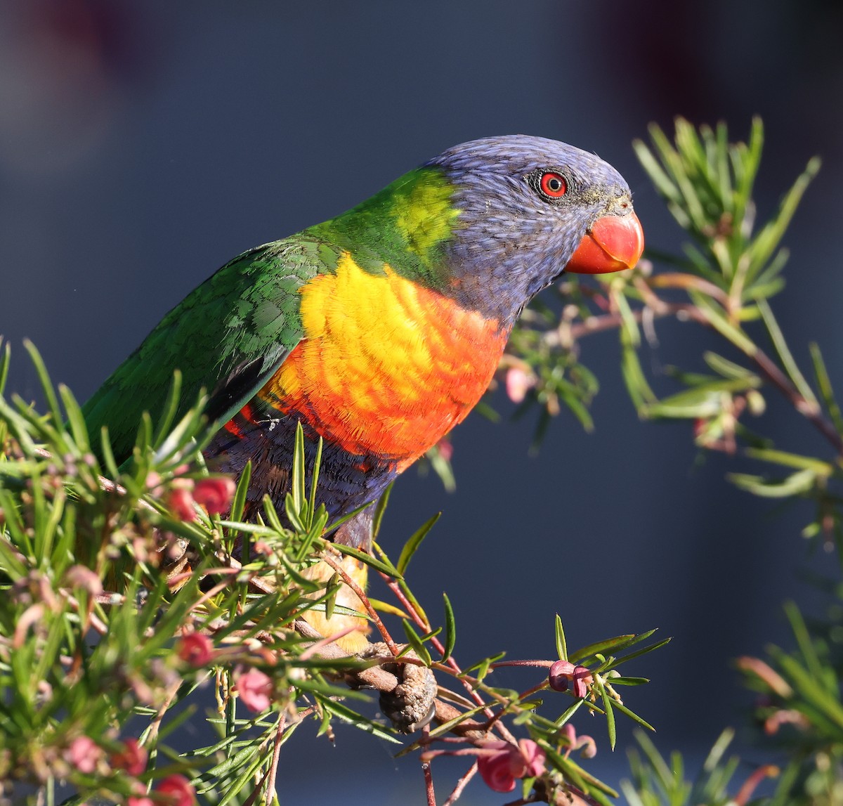 Rainbow Lorikeet - ML622119332