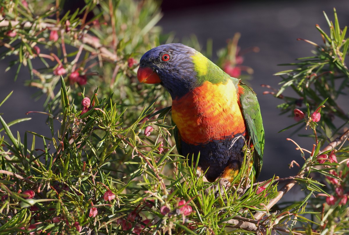 Rainbow Lorikeet - ML622119333