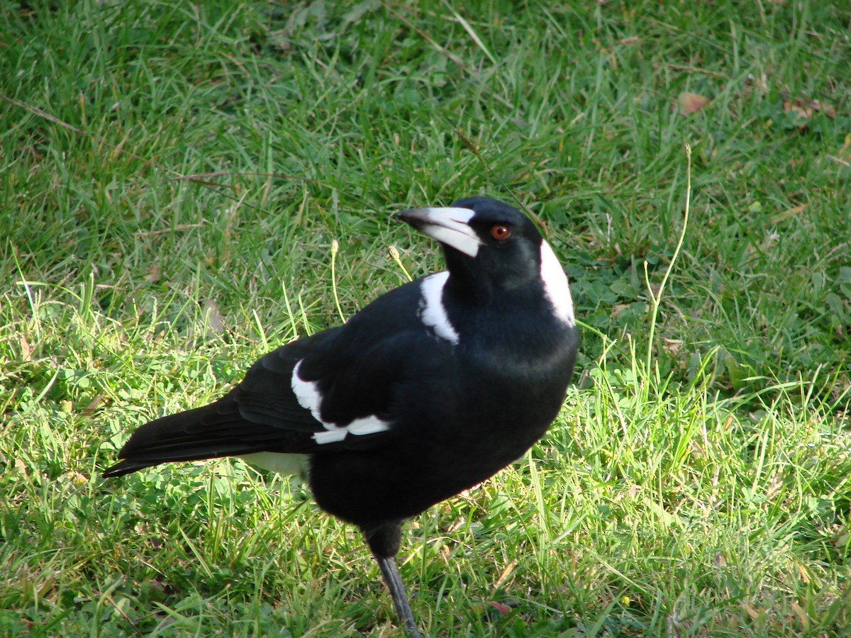 Australian Magpie - ML622119334