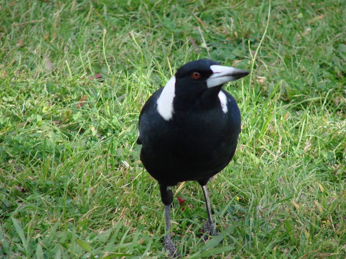 Australian Magpie - ML622119335