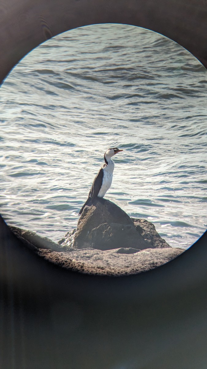 Little Pied Cormorant - ML622119336