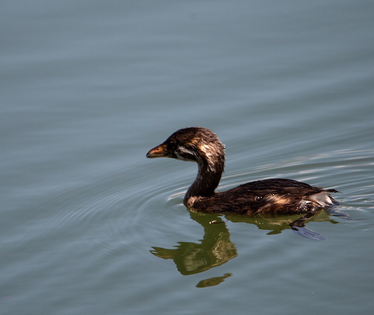 Pied-billed Grebe - ML622119337