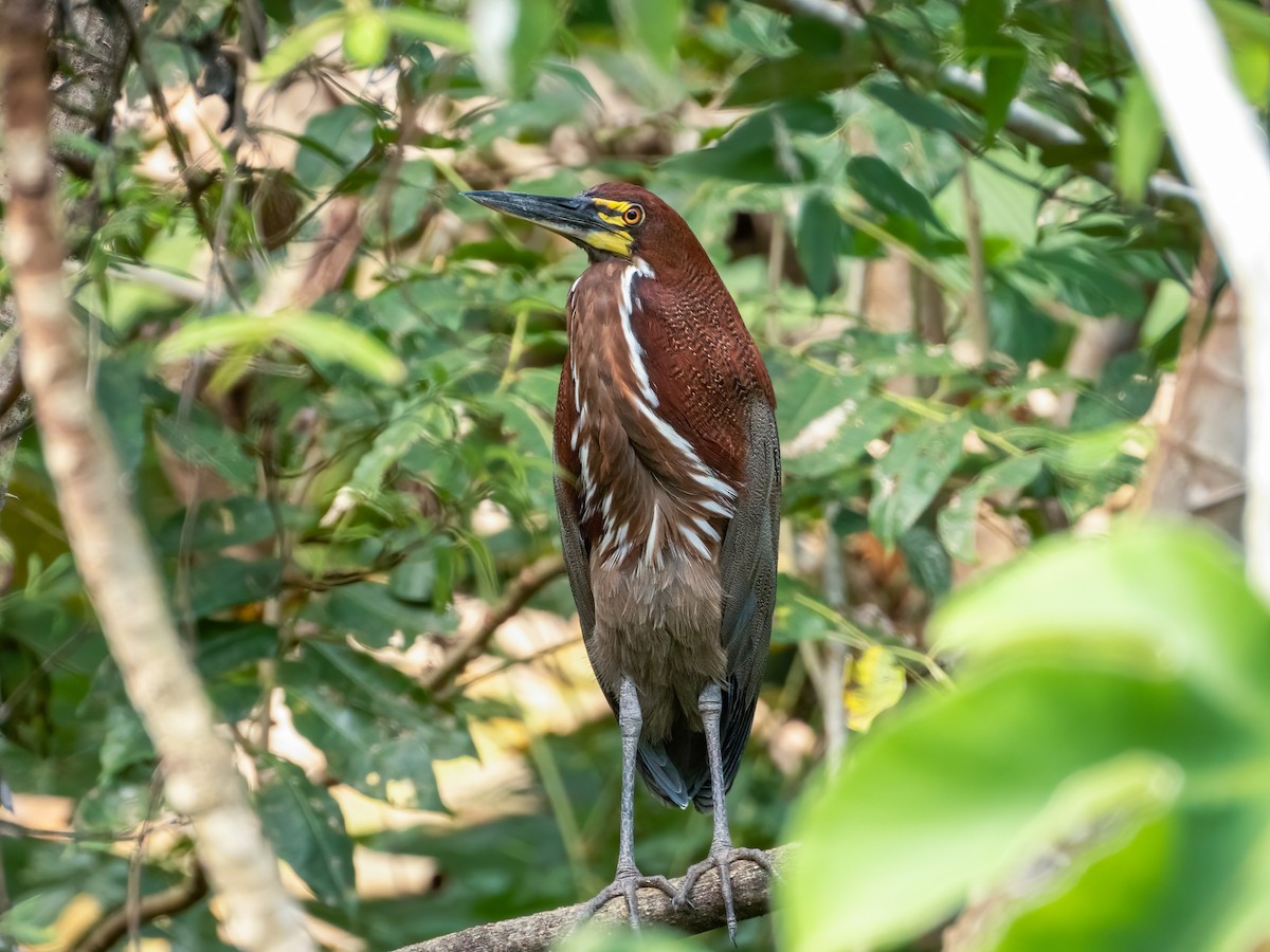 Rufescent Tiger-Heron - ML622119338