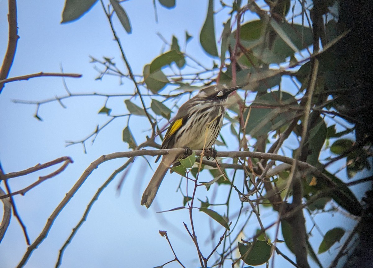 New Holland Honeyeater - ML622119341