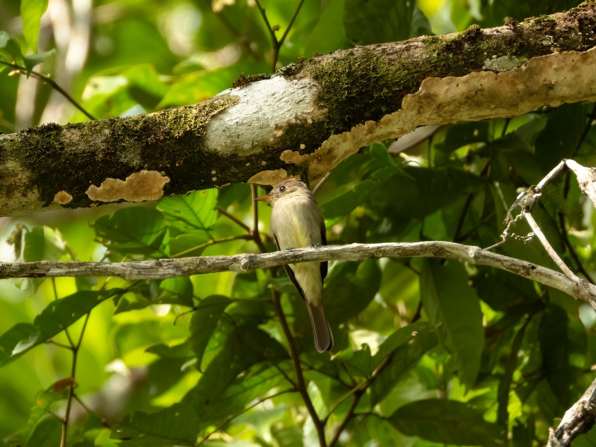 Northern Tropical Pewee - ML622119342