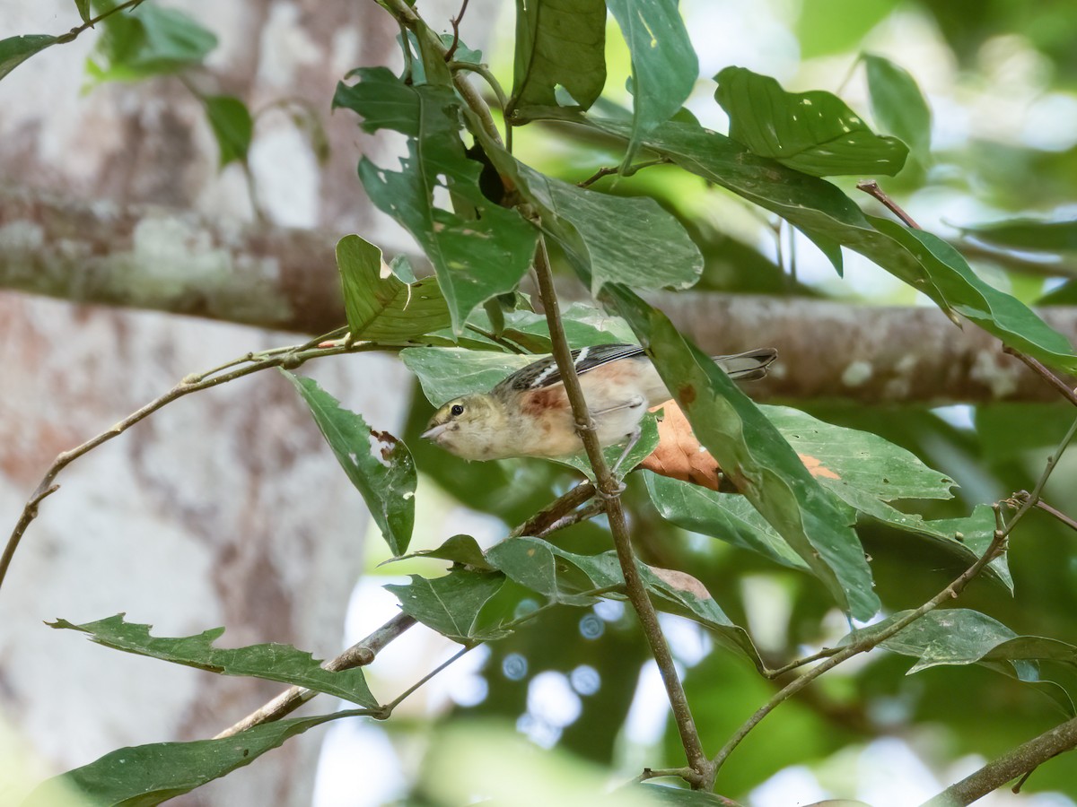 Bay-breasted Warbler - ML622119344