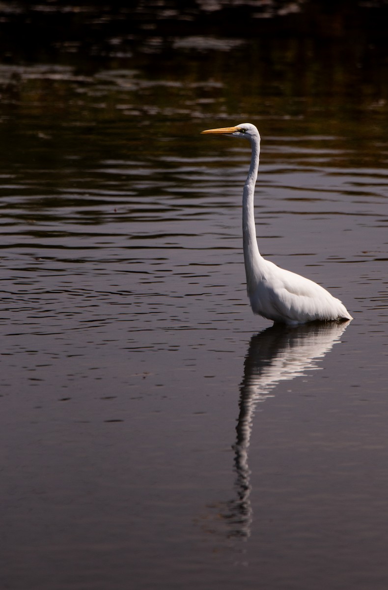 Grande Aigrette - ML622119345