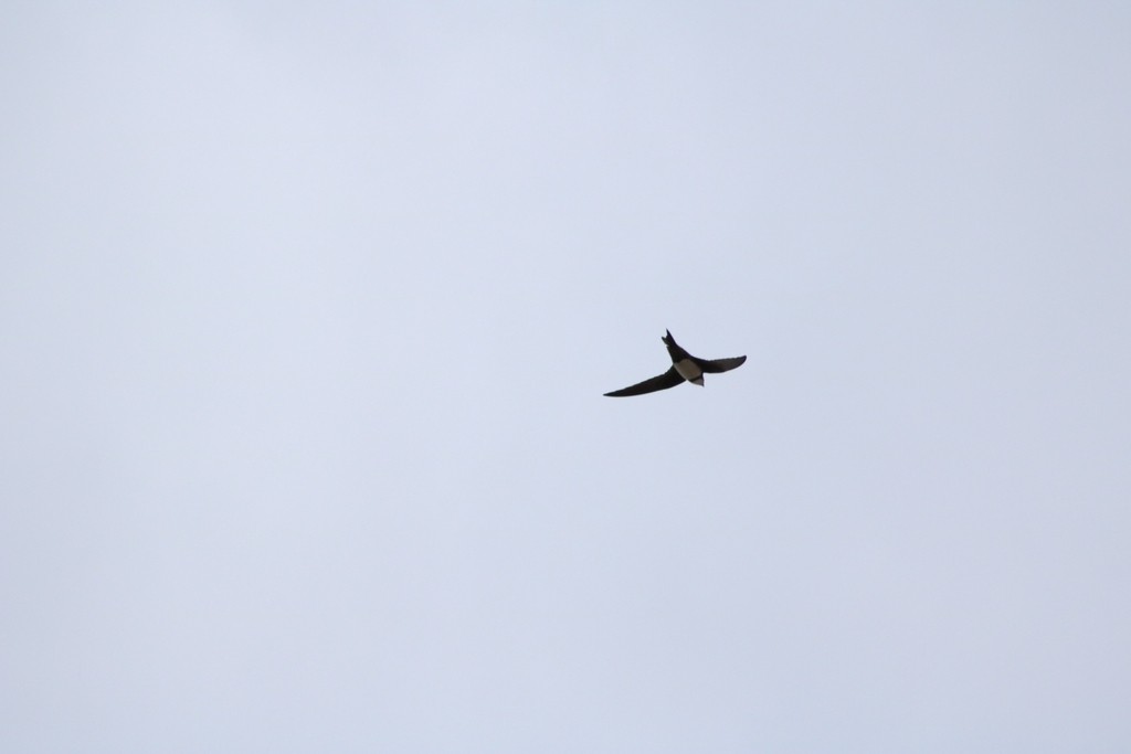 Alpine Swift - Oscar Dove