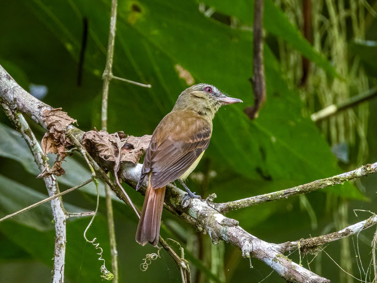 Bright-rumped Attila - Jason Alexander