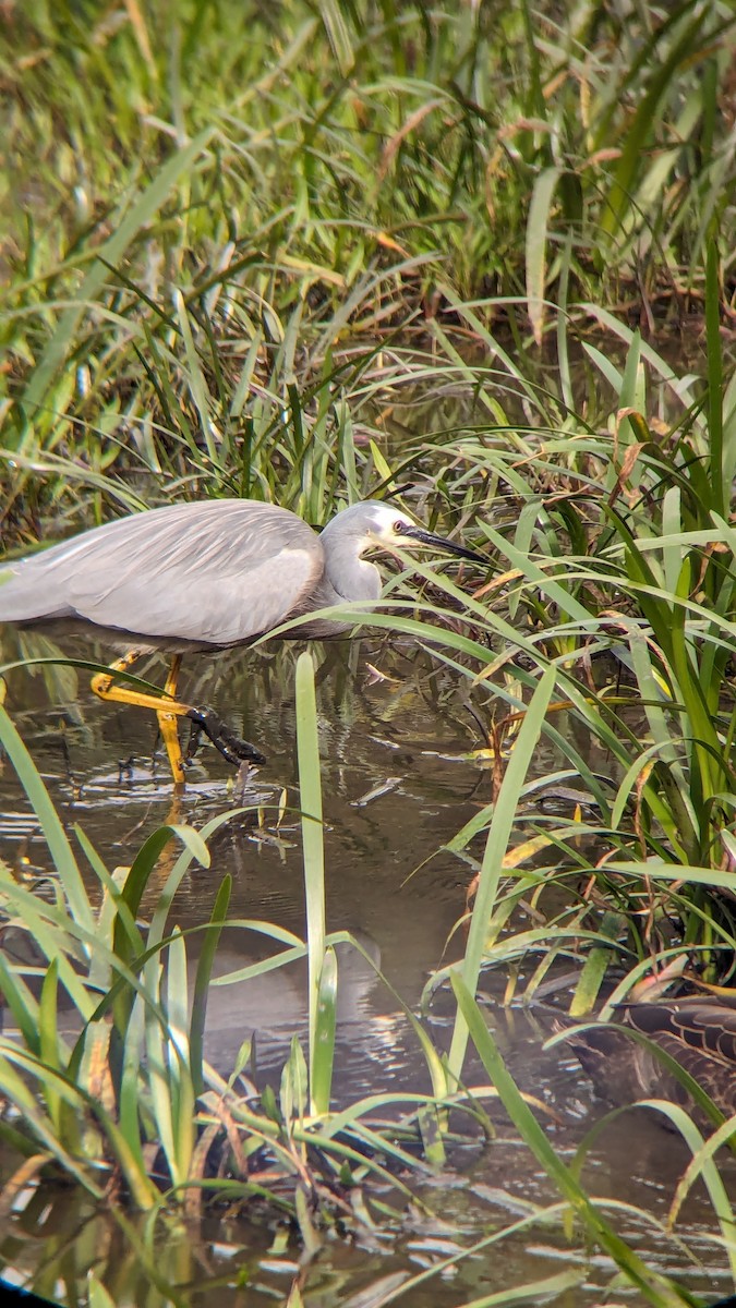 White-faced Heron - ML622119352