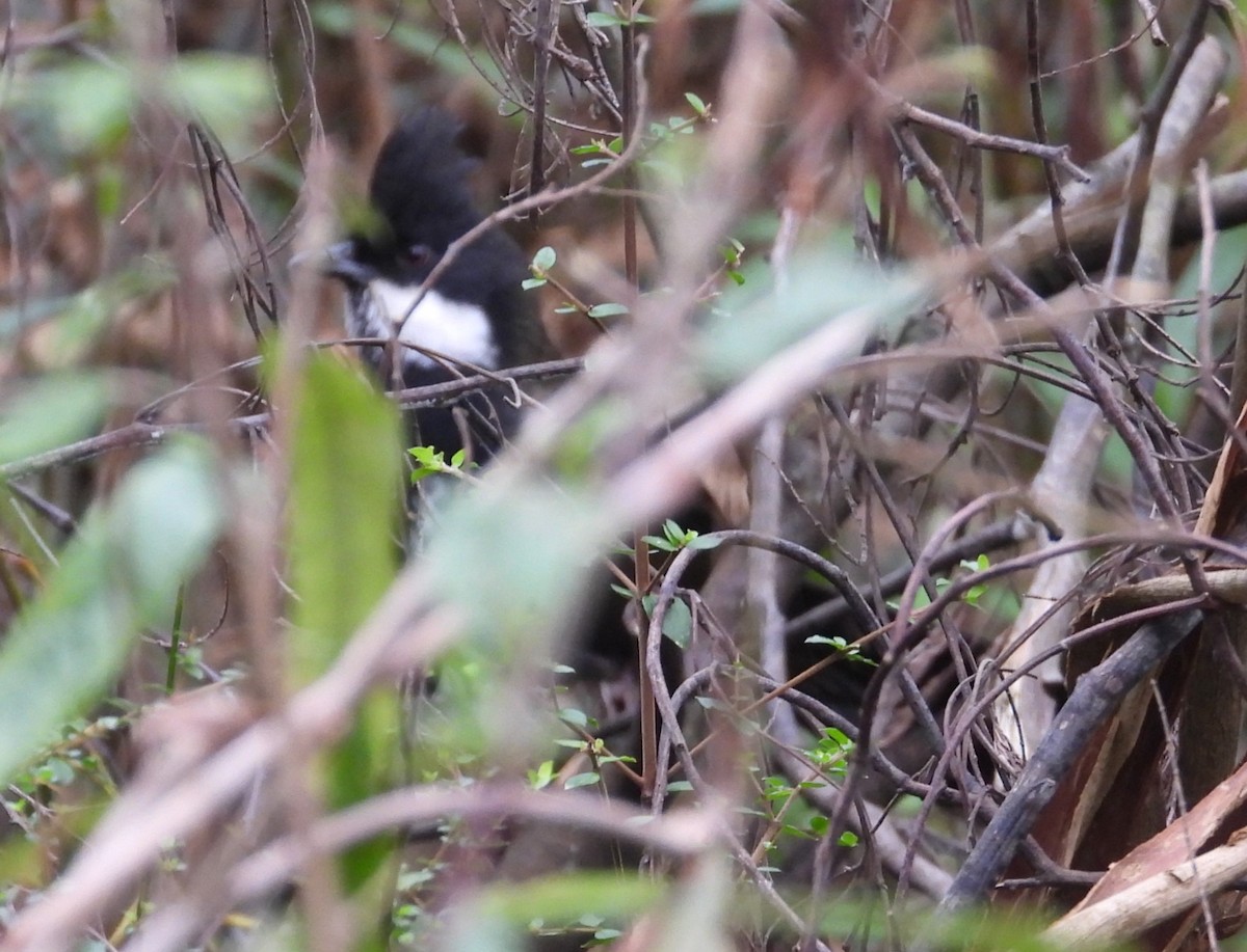 Eastern Whipbird - ML622119353