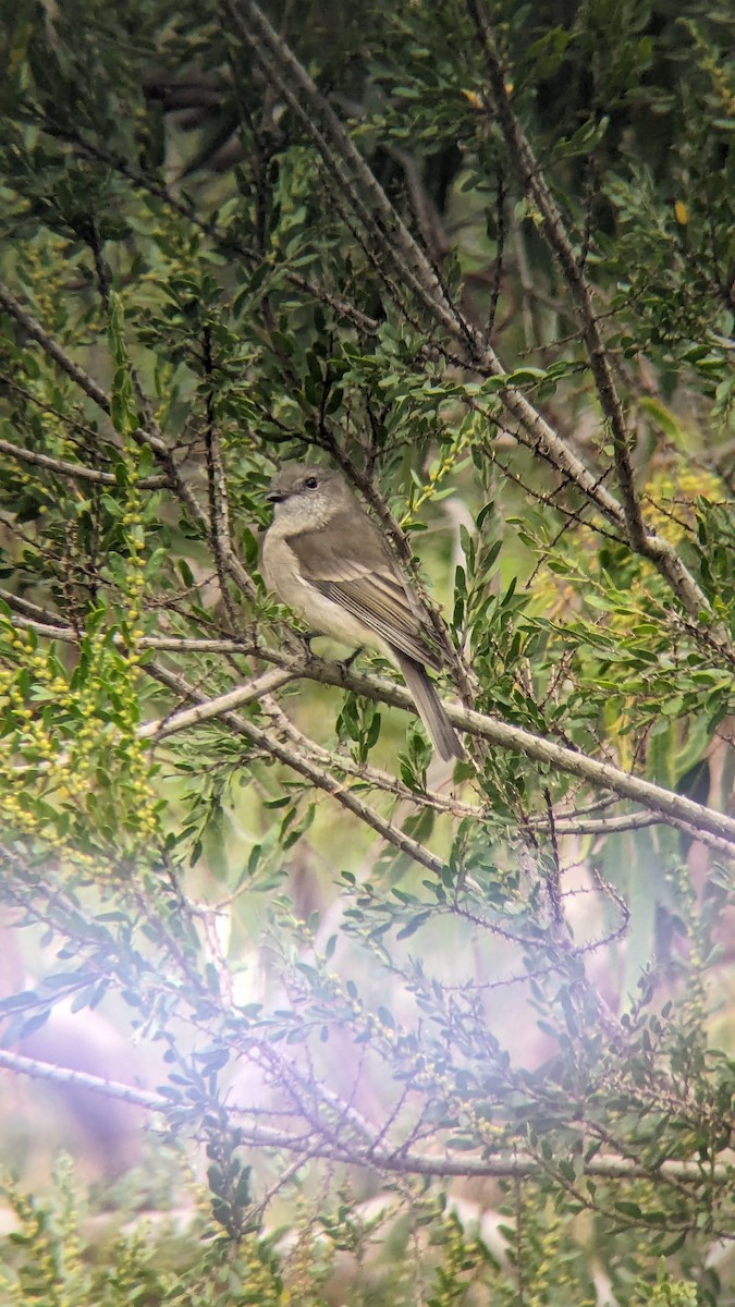 Golden Whistler - ML622119354