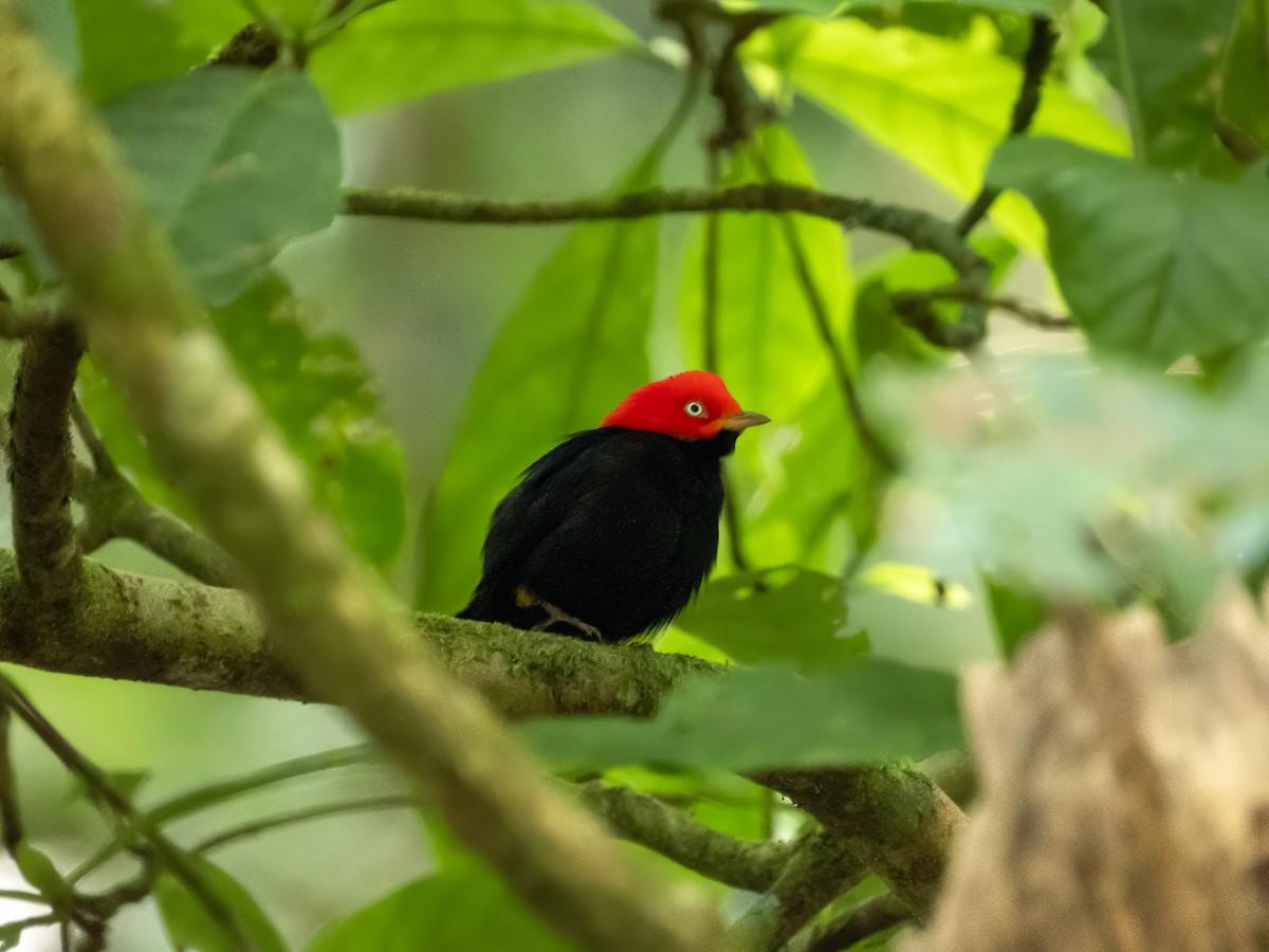 Red-capped Manakin - ML622119355
