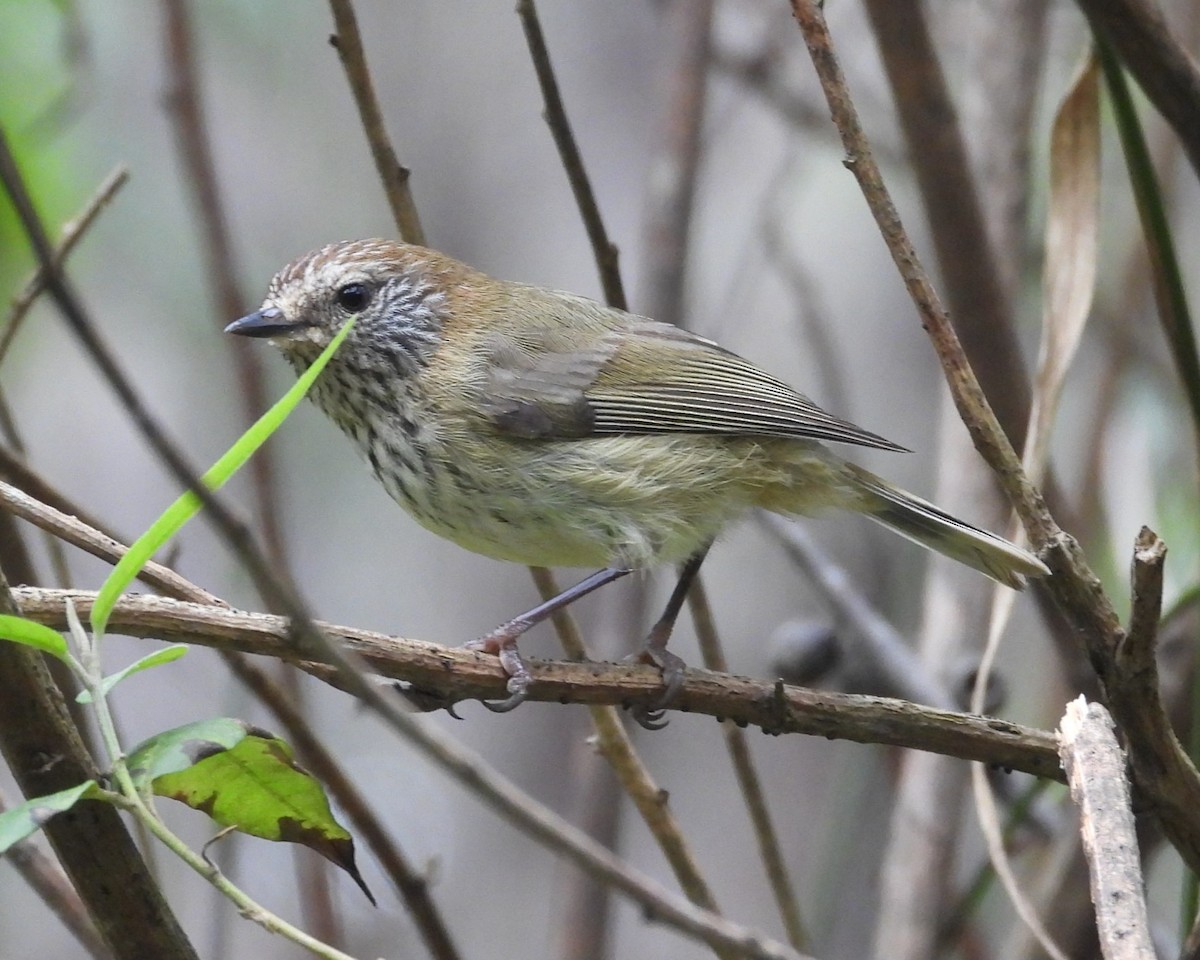 Striated Thornbill - ML622119356