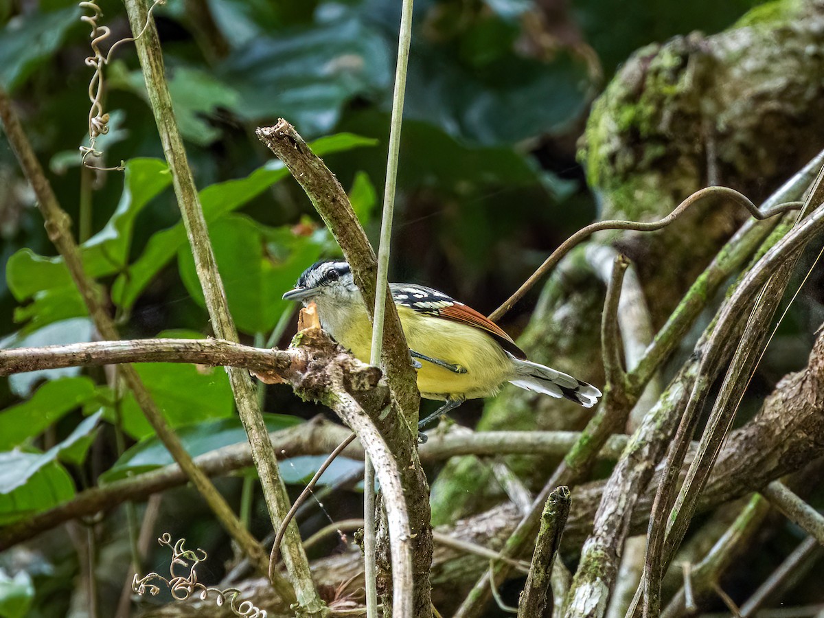 Rusty-winged Antwren - ML622119357