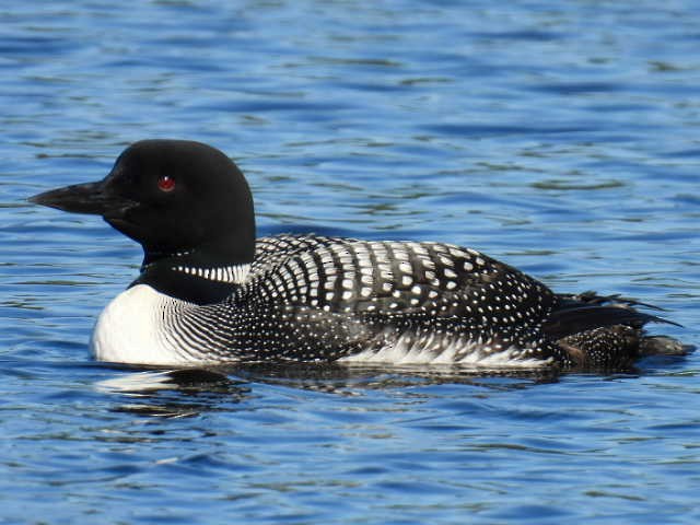 Common Loon - ML622119358