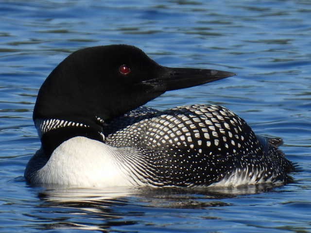 Common Loon - Joseph McGill