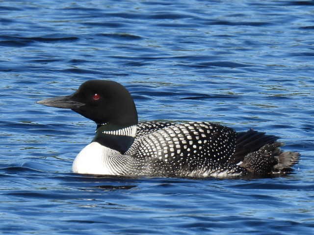 Common Loon - ML622119360