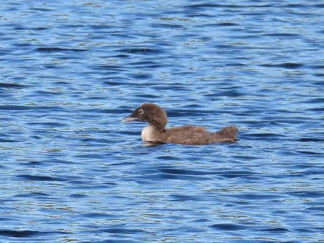 Common Loon - ML622119361