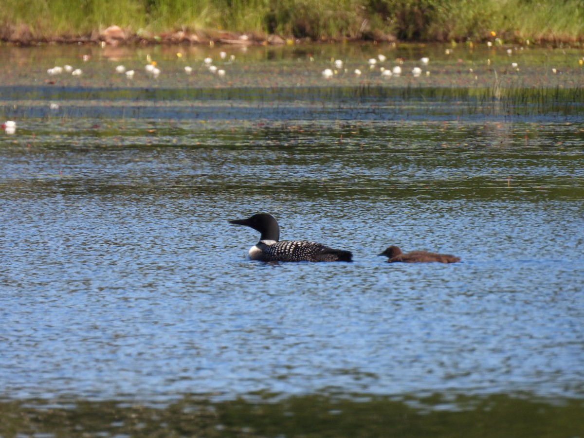 Common Loon - ML622119362