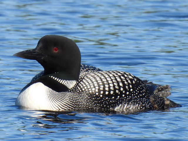 Common Loon - ML622119363