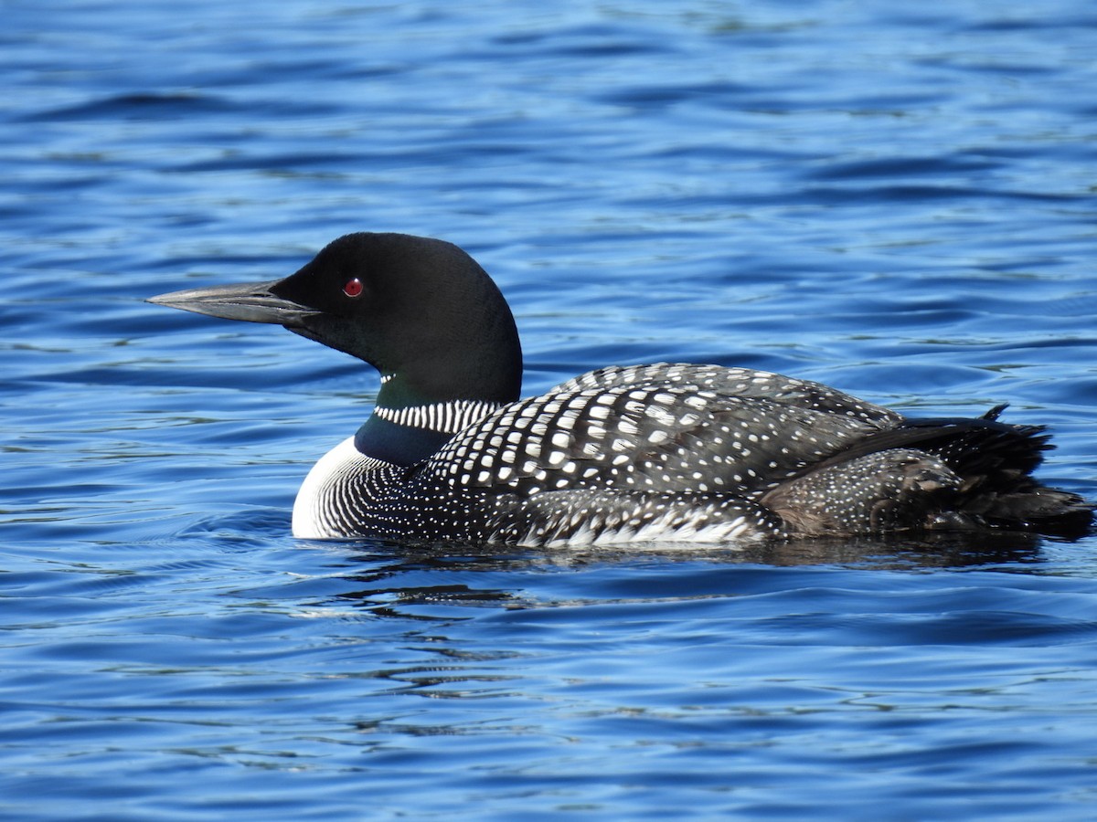 Common Loon - ML622119364