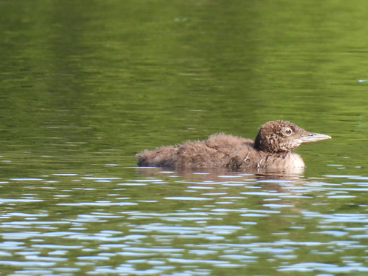 Common Loon - ML622119365