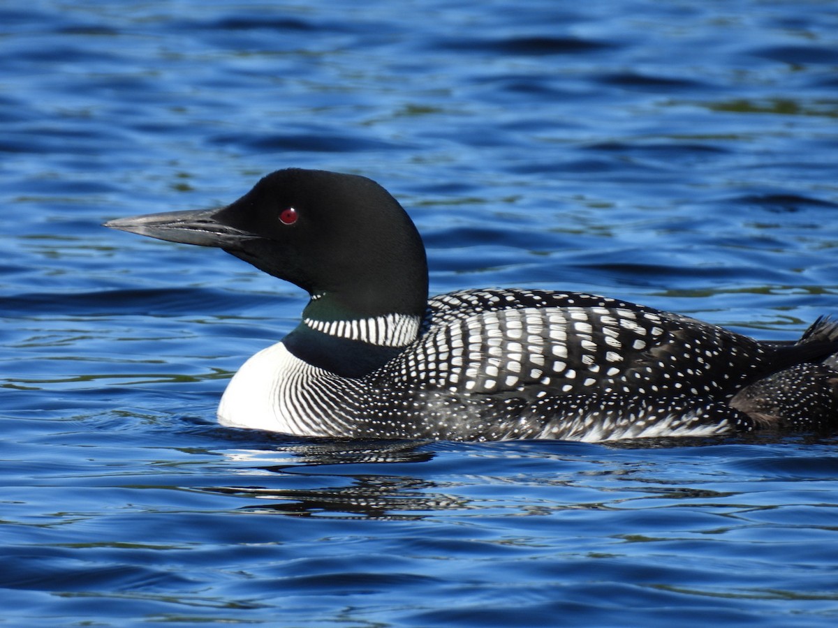 Common Loon - ML622119366