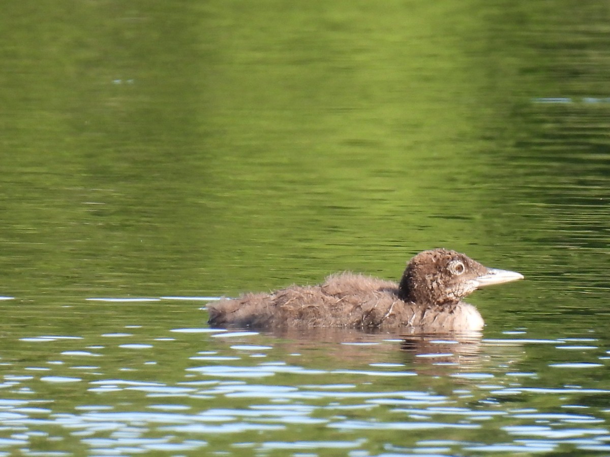 Common Loon - ML622119367