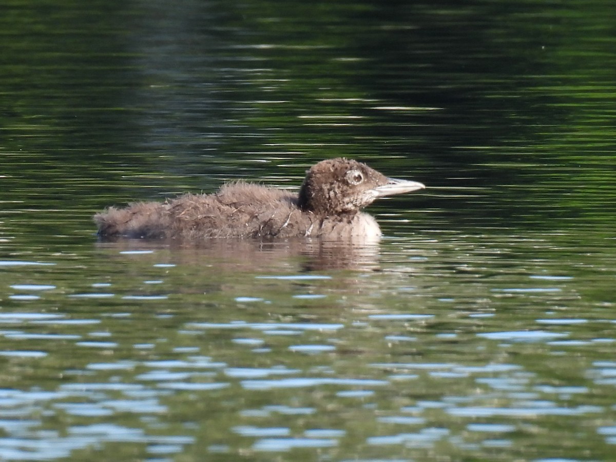 Common Loon - ML622119368