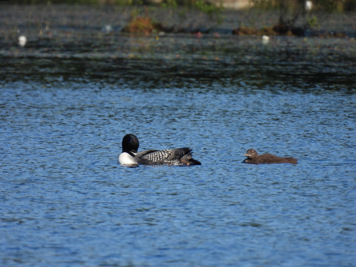 Common Loon - Joseph McGill