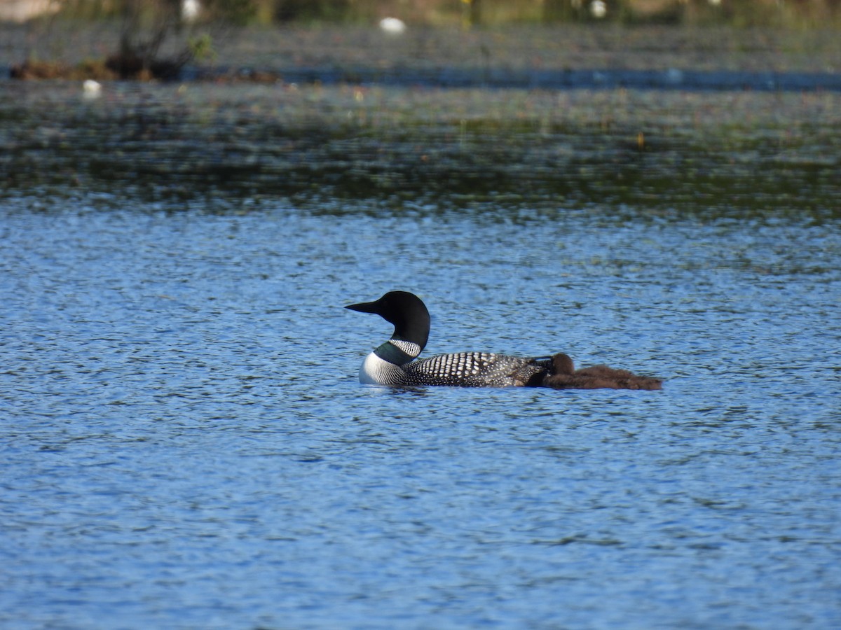 Common Loon - ML622119370